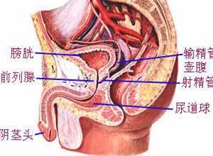 尿道局部肿胀