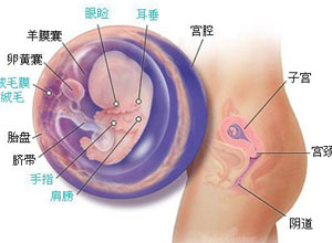 胚胎发育供血不足