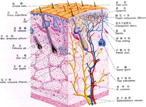 皮肤浸润