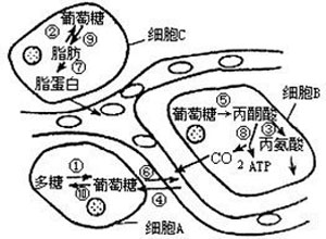 皮质激素升高
