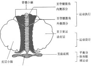 平衡功能障碍