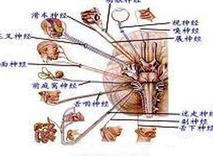 轻度精神发育迟滞