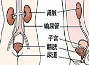 长期使用糖皮质激素导致的损害