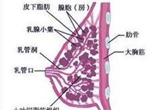 乳房红肿热痛