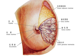 乳头发炎