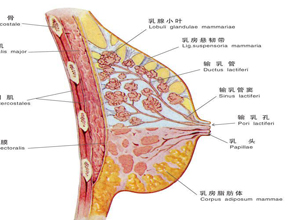 乳头肥大