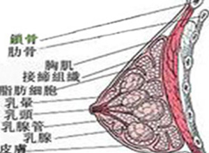 乳溢一高泌乳素血症