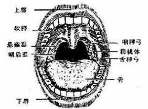 软腭运动不对称