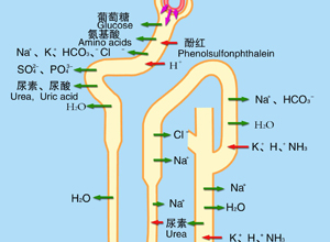 肾小管重吸收障碍