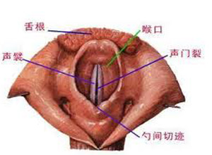 声门以上的损伤