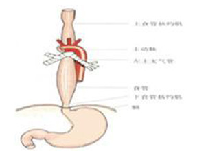 食管体平滑肌部分蠕动停止