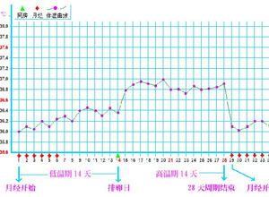 双相型体温