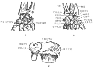 腕关节结节样的突起