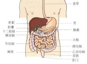 胃肠动力差