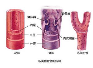 胃肠淋巴回流受阻