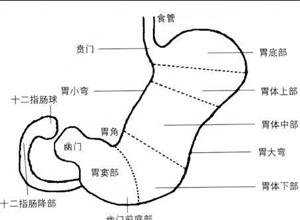 胃粘膜呈萎缩性改变