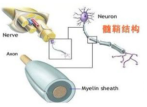 无运动或感觉障碍的运用不能