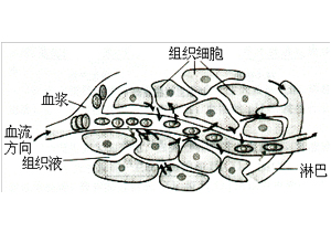 细胞外液减少