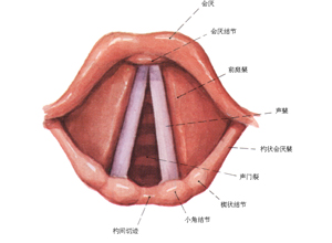 小儿声带损伤