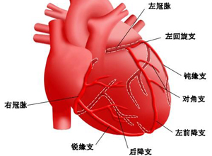 心肌缺氧