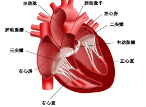 心尖部第1心音亢进