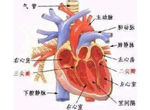 心内膜弹力纤维增生