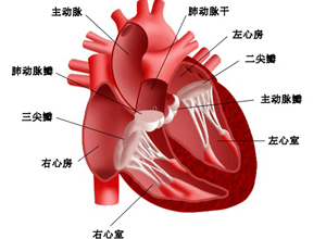 心排血量减少