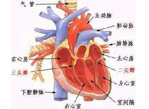 心音及脉搏消失