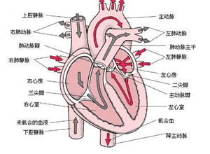 心脏结构异常