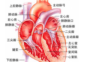 心脏破裂