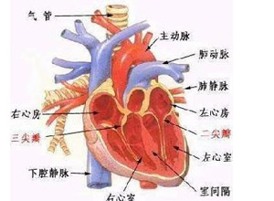 心脏震颤