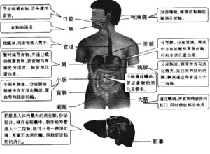 新陈代谢旺盛