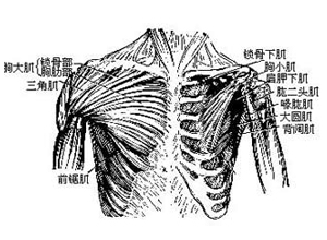 胸大肌痛