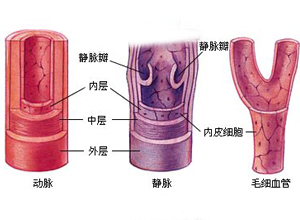 胸膜毛细血管通透性增加