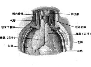 胸腺高度萎缩