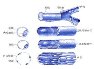 血管壁变薄