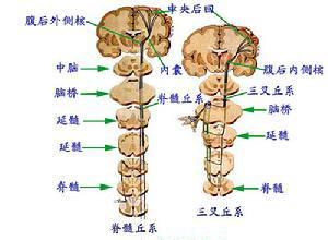 胸段或腰段脊髓伤