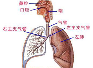 严重急性呼吸道症