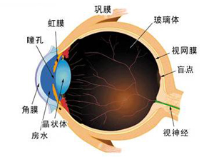 眼球调节功能减退或消失