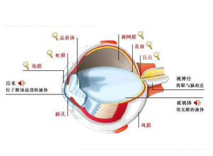 眼球浮动现象