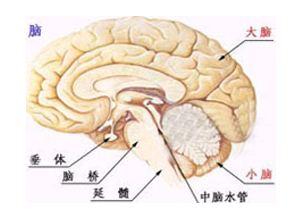 一过性脑缺血