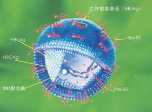 乙肝表面抗原（HBsAg）阳性