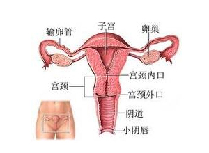 阴道后穹窿触痛