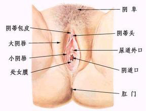 阴道排出碎块组织