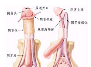 阴茎损伤