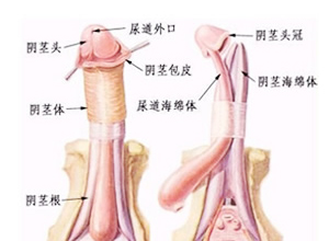 阴茎样尿道