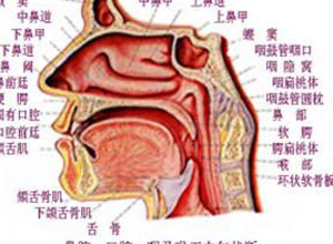 侧卧时位于下侧鼻腔出现鼻塞