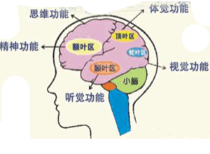 枕叶受损