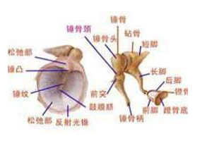 中耳和耳咽管纤毛异常