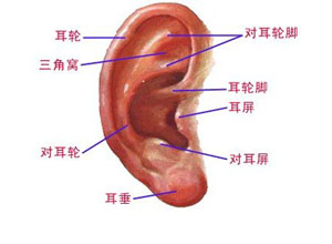 中枢性耳聋